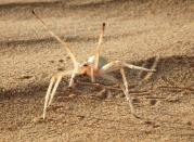 A cart wheeling spider, Cebrennus rechenbergi, displays threatening behavior, before it cartwheels its way out of danger in Morocco. REUTERS/ Prof. Dr. Ingo Rechenberg, Technical University Berlin/Handout via Reuters