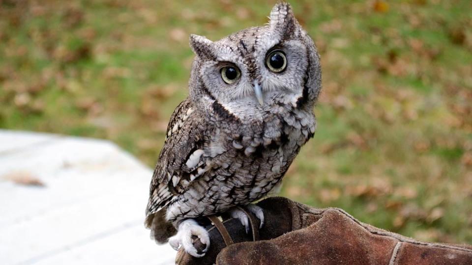 On Thursday, April 20 The Lloyd Center presents...Koko the Owl at the Dartmouth Library.