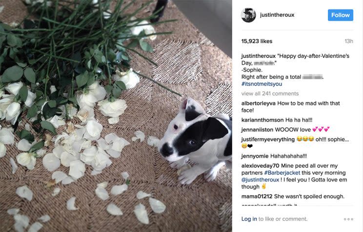 Dog looks up from pile of mangled, chewed-up flowers.