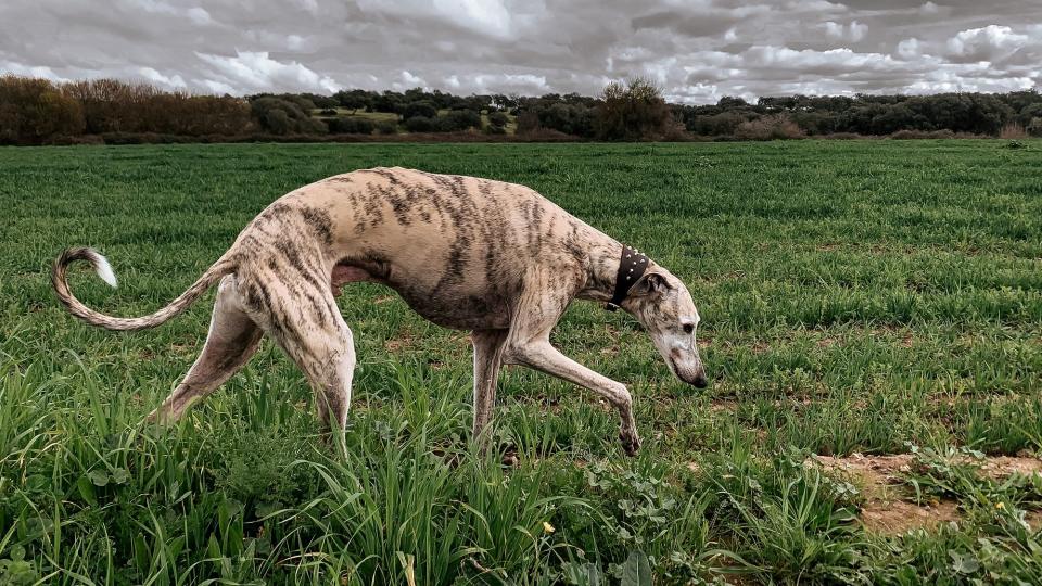 Galgo Español