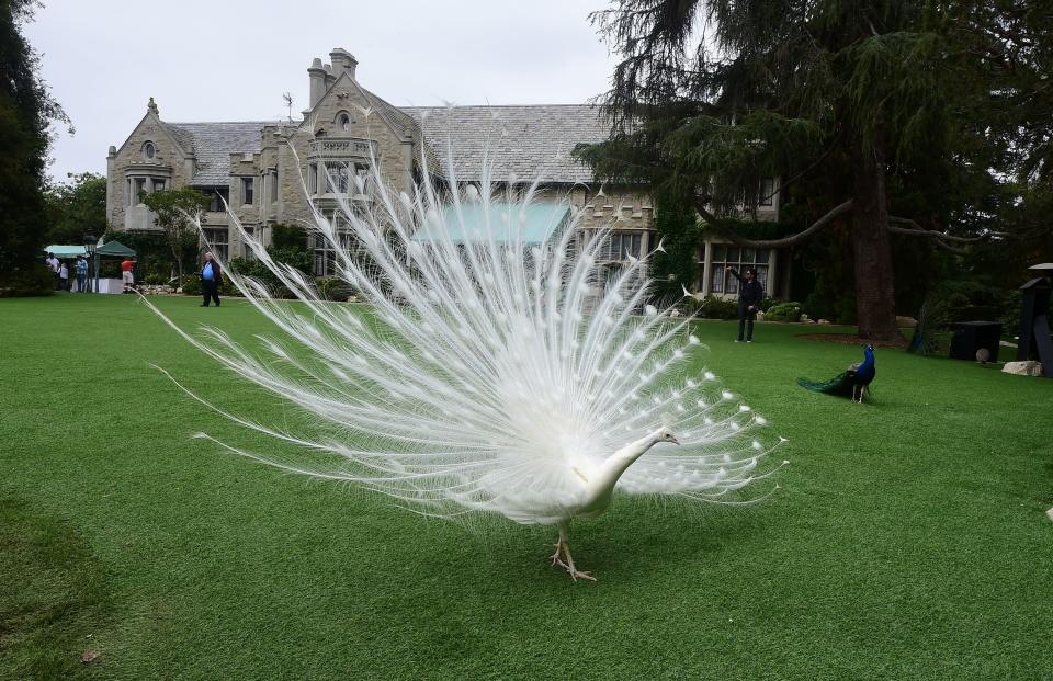 A peacock showing its plumage on grass