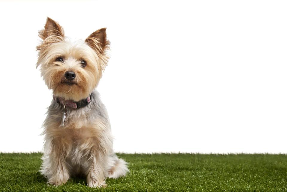 silky terrier smallest dog breeds