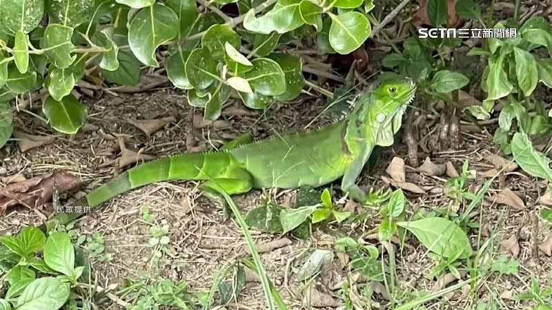綠鬣蜥窩在樹叢邊警戒的看著周邊。（圖／民眾提供）