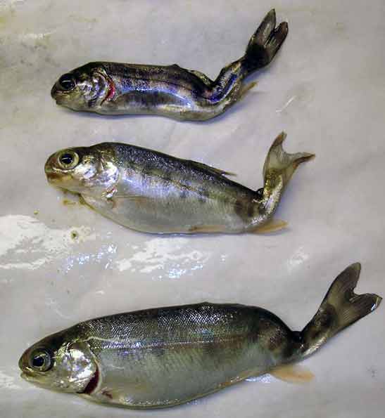 These young fish are infected with whirling disease. 