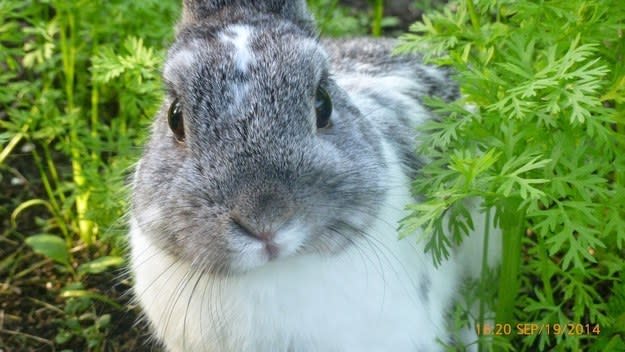 closeup of a bunny's face