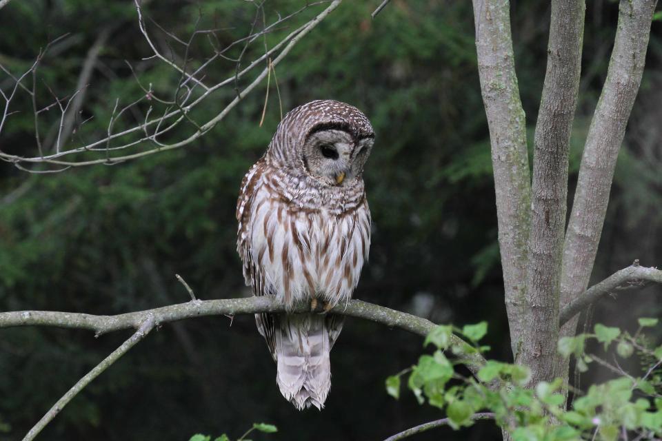 Did you unintentionally kill this Barred Owl?