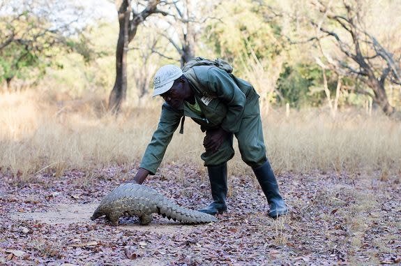 A Zimbabwe game reserve guide pets "Marimba", a female pangolin weighing 22 pounds, Sept. 22, 2016.