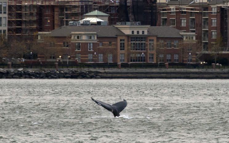 Sightings of a humpback whale have been reported from the Statue of Liberty to well north of the George Washington Bridge. (Photo: Craig Ruttle/AP)
