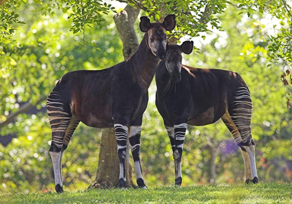 Okapi