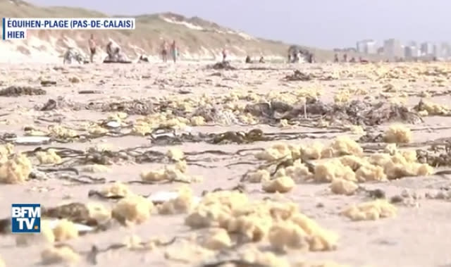 What are they? Mysterious yellow blobs washing up on French beaches