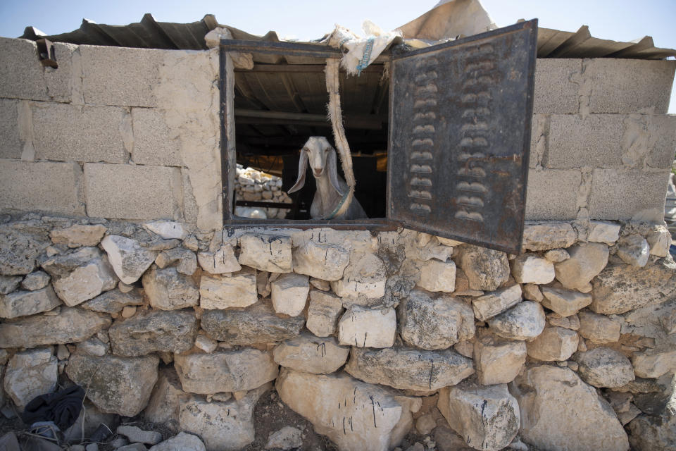 A goat looks out from a barn following a settlers' attack from nearby settlement outposts on the Bedouin community, in the West Bank village of al-Mufagara, near Hebron, Thursday, Sept. 30, 2021. An Israeli settler attack last week damaged much of the village’s fragile infrastructure. (AP Photo/Nasser Nasser)