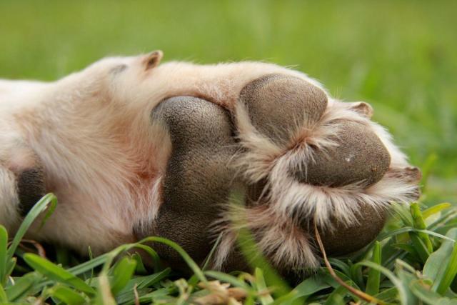 Labrador discount webbed feet