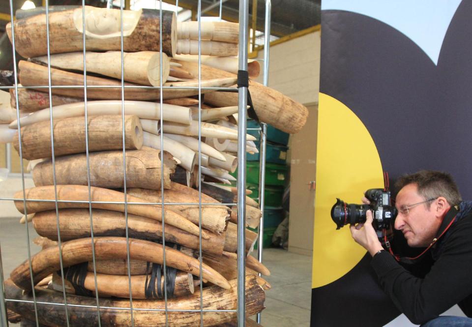 A photographer takes pictures of seized ivory tusks at the cargo part of Brussels airport in Brussels on Tuesday, April 8, 2014, after the Belgian government announced that it would destroy its entire stockpile of illegal ivory seized by customs. The announcement comes just two weeks after the illegal Wildlife Trade Summit in London where world leaders gathered to coordinate action against wildlife trafficking. (AP Photo/Yves Logghe)