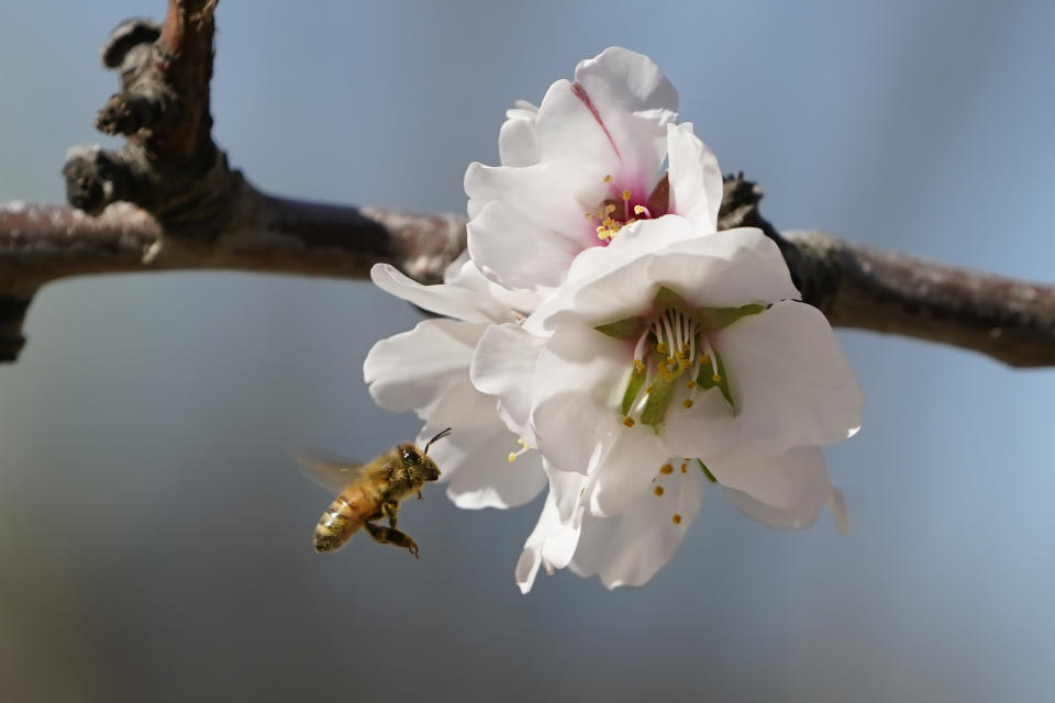 A bee approaches an almond blossom in an orchard near Woodland, Calif., Thursday, Feb. 17, 2022. About a thousand beehive boxes worth hundreds of thousands of dollars have been reported stolen across California the past few weeks. The thefts have become so frequent that beekeepers are putting tracking devices, surveillance cameras and other anti-theft technology to protect their hives. (AP Photo/Rich Pedroncelli)