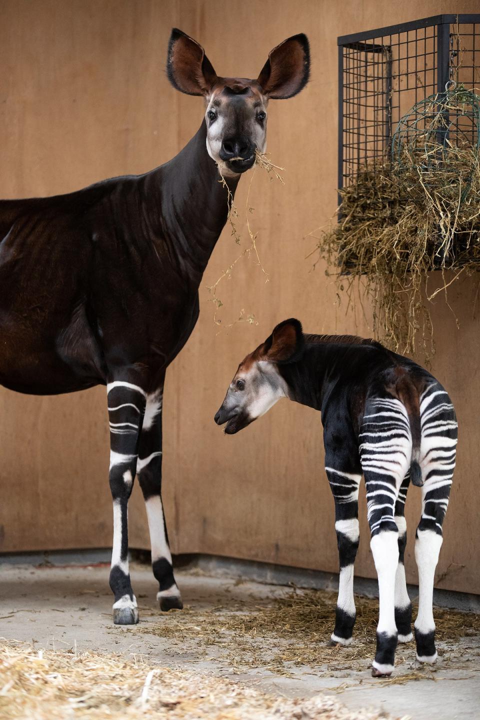 REPRO FREE – NO REPRO FEE 11/8/2022Dublin Zoo is celebrating the arrival of a male okapi calf, the second okapi ever to be born in Ireland. The baby was born in the early morning of Thursday the 7th July to parents Lumara and Kitabu. The baby is in excellent health, and he has been growing steadily in the past month.© Patrick BolgerThe okapi is listed as Endangered by the International Union for Conservation of Nature Red list due to habitat loss, hunting, deforestation and civil unrest. To book tickets to Dublin Zoo or get more information, please visit www.dublinzoo.ie.