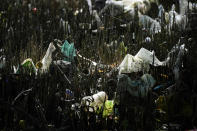 FILE - Plastic and garbage hang on plants along a polluted coastal area in Metro Manila, Philippines, Sept. 16, 2022. More than 2,000 experts plan to wrap up early negotiations Friday, Dec. 2, on plastic pollution at one of the largest global gatherings ever to address the crisis. (AP Photo/Aaron Favila, File)