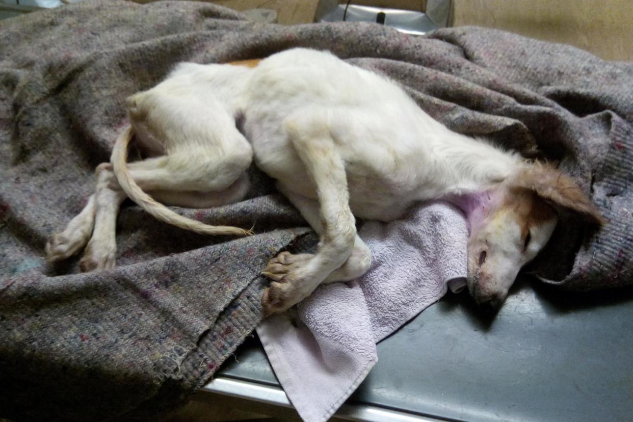 The puppy died after she was found dumped at the side of the in "horrendous" conditions: RSPCA