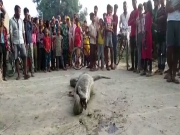 The python had consumed a large prey because of which it was unable to move. (Photo/ANI)