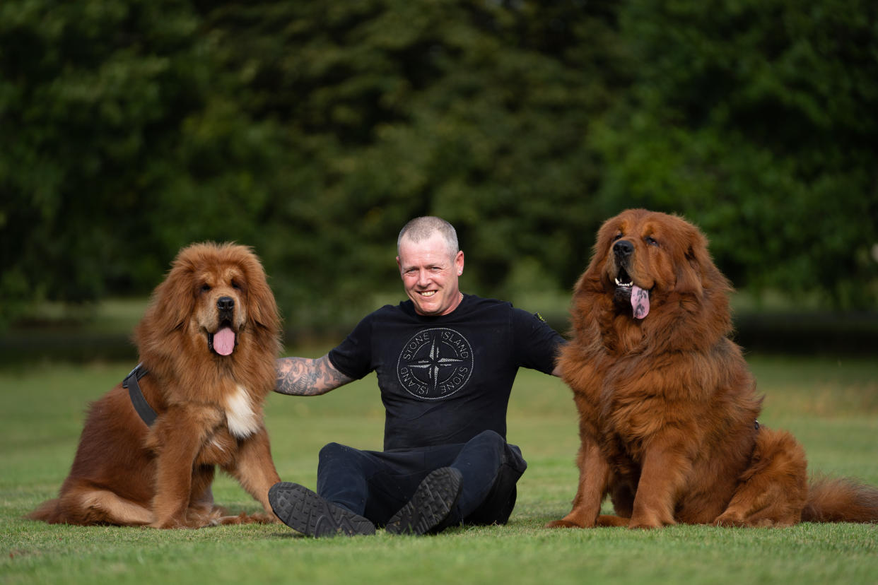 Owners Shaun Kingsnorth, 42, and partner Katrina Springs, 40, live at home with their two Chinese Tibetan Mastiffs, two-year-old Bear, and one-year-old Amira.