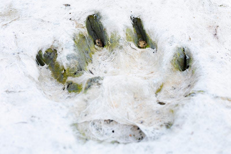 Miniature toads in the paw print of a mastiff.