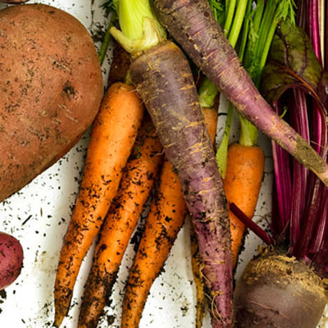 Begin harvesting when they reach finger size