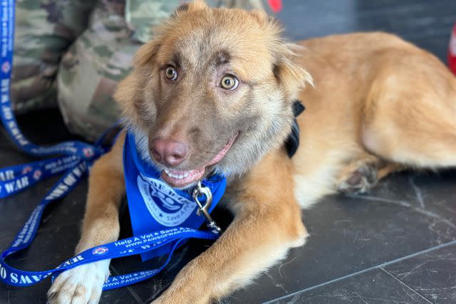 <p>Courtesy of Paws of War</p> Soldiers reunited with the stray animals they rescued while being deployed in the Middle East