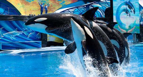 <b class="credit">www.seaworld.com</b>