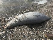 A dead seal is seen on a beach near Kotzebue, Alaska