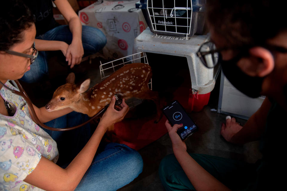 A deer receives care on Sept. 17.<span class="copyright">Mauro Pimentel—AFP/Getty Images</span>