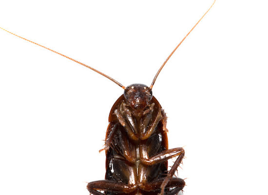 7 Facts About Cockroaches You Won't Want to Believe