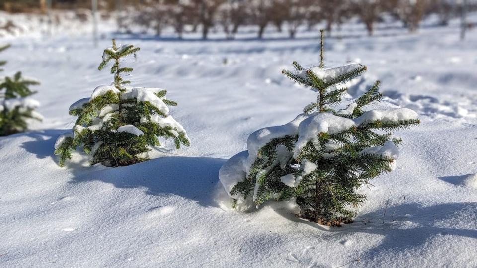Northcott says Phytocultures is also working on developing a balsam fir that will be better suited for the warmer, drier conditions expected because of climate change. 