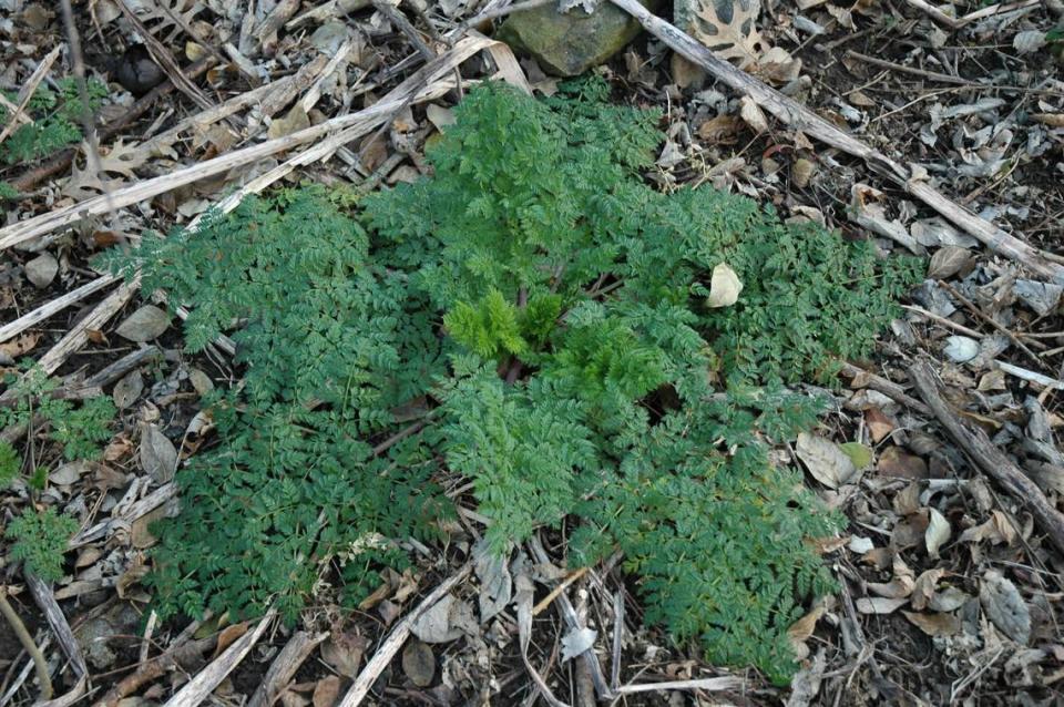 Poison hemlock is best eradicated in the early stages of its growth in the spring and fall, when it grows in a rosette shape.