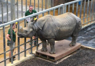 <p>Behan, the greater one-horned rhinoceros steps onto the scales, during the annual weigh-in at Whipsnade Zoo, Dunstable. (PA Images) </p>