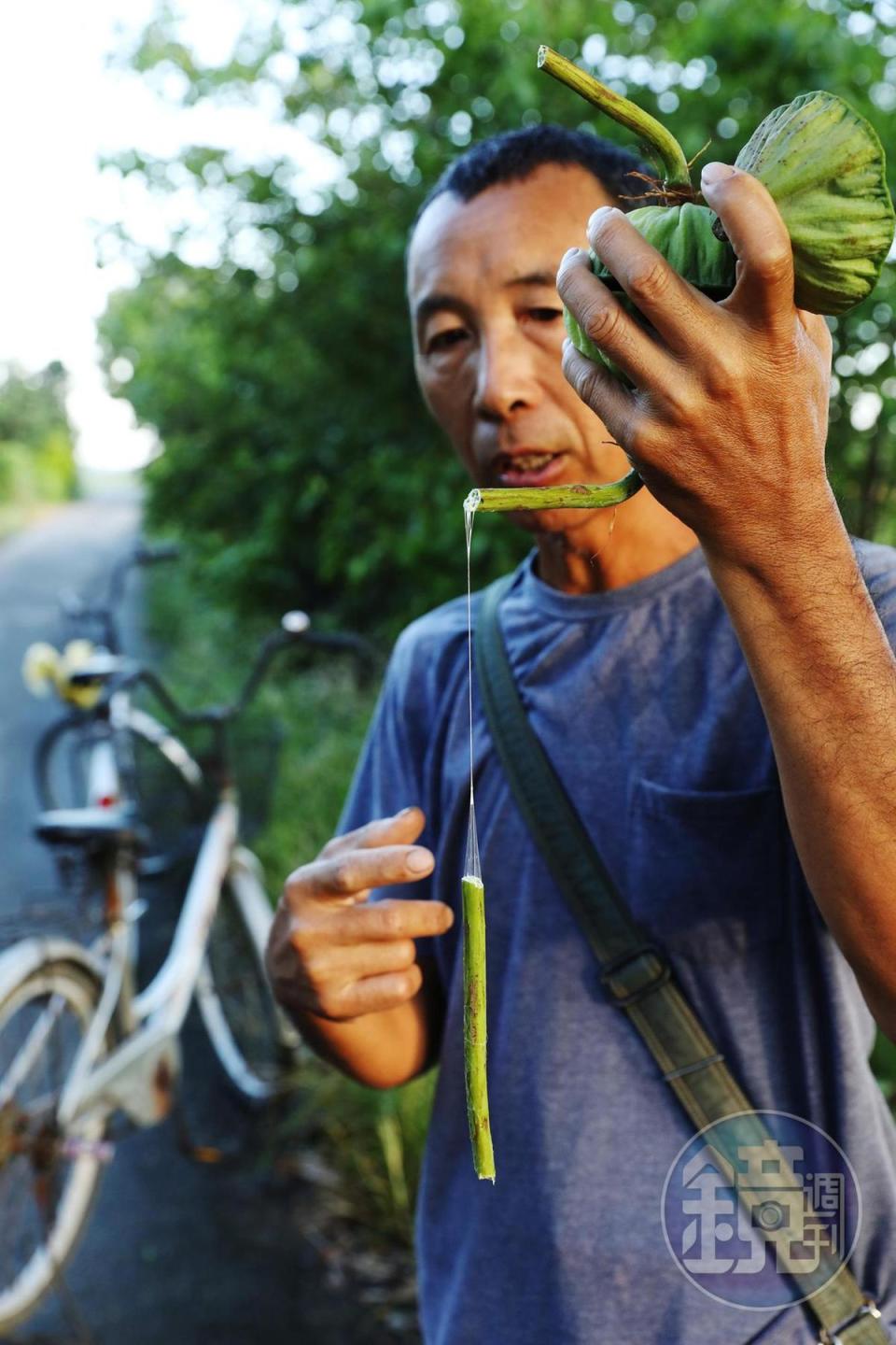 成語「藕斷絲連」其實正是蓮花真實的寫照，即便折斷了蓮花的莖，還是能牽絲。