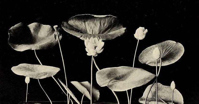 This 1906 photo shows the anatomy of the American Lotus published in 1915 by the Field Museum of Natural History, based in Chicago.