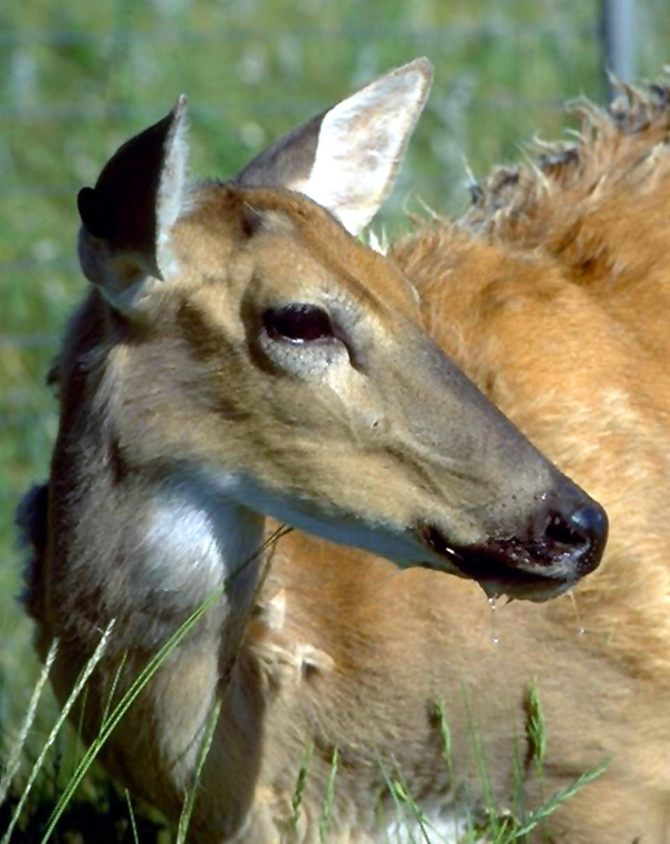 A white-tailed deer showing symptoms of chronic wasting disease, including drooling, is shown in this undated file photo provided by the Colorado Division of Wildlife. (Photo: ASSOCIATED PRESS)