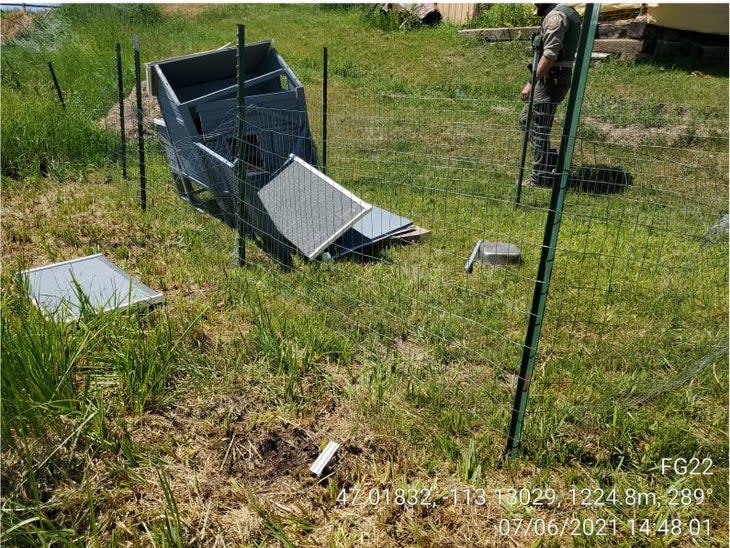 <span class="article__caption">Just minutes after the attack, the grizzly destroyed a chicken coop that was only 215 yards from the tentsite.</span> (Photo: Interagency Grizzly Bear Committee)