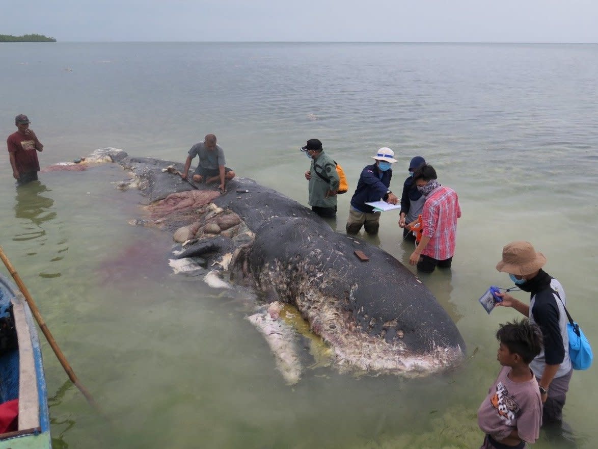 A stranded whale with plastic in his belly is seen in Wakatobi, Southeast Sulawesi, Indonesia: KARTIKA SUMOLANG/via REUTERS