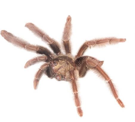 Une araignée de l\'espèce Psalmopoeus chronoarachne. Crédit : Peñaherrera-R. P, León-E. RJ