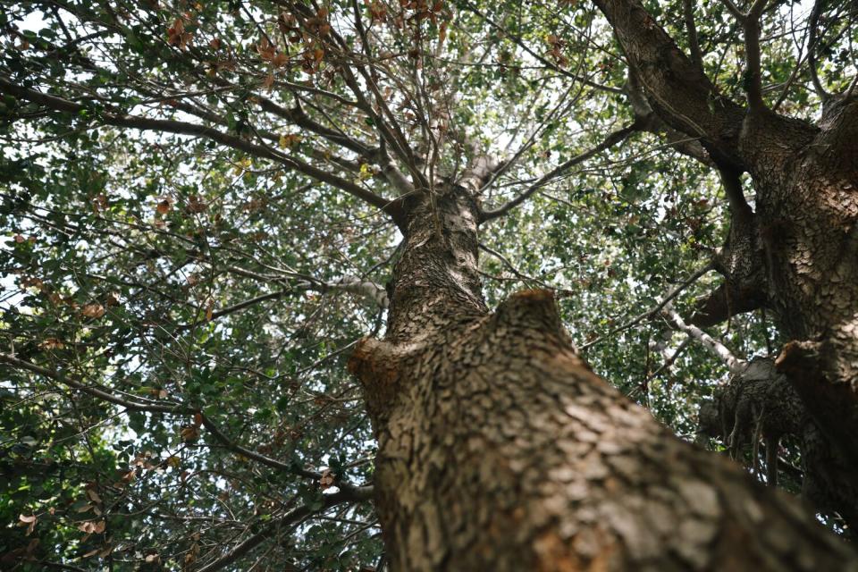 A view from the bottom of a tree, looking up the trunk of the tree and into its branches.