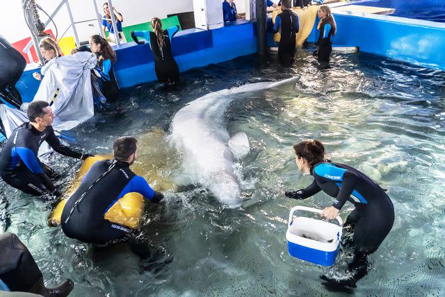 <p>Oceanografic de Valencia</p> One of the transported beluga whales with members of their rescue team