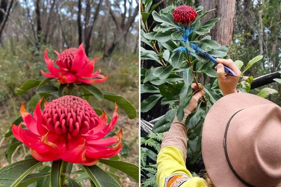 Left, double headed waratah flowers that were later cut and removed. Right, NSW National Parks staff paint the stem of a Waratah blue to prevent thefts.