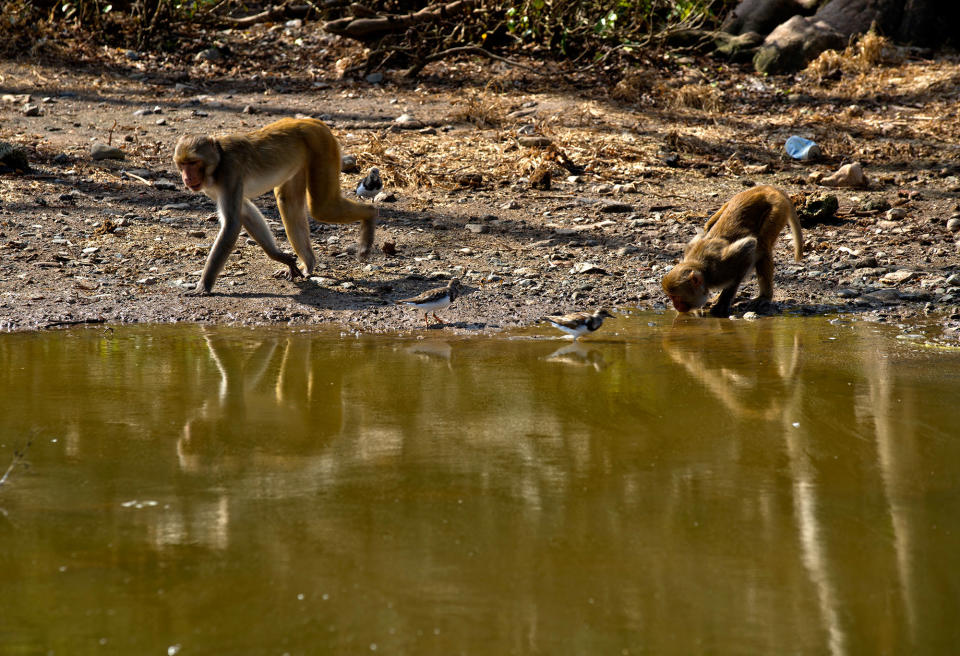 A monkey drinks water