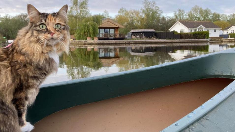 Cat Enjoys Canoeing