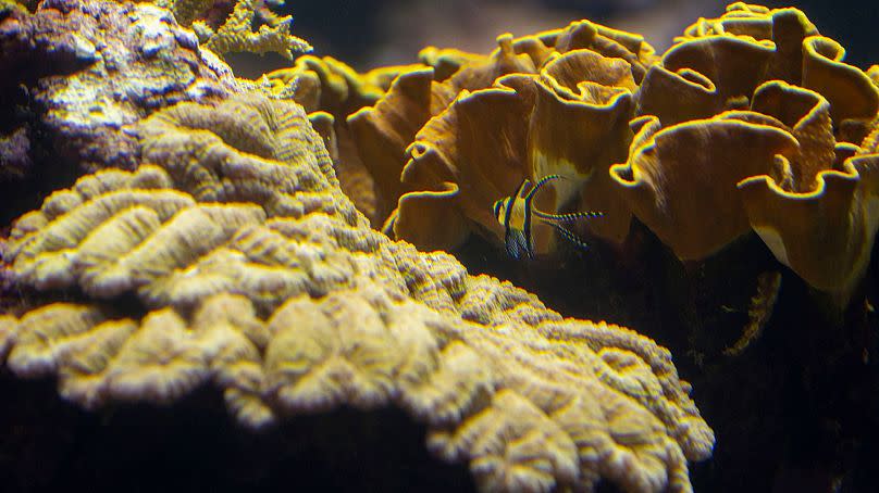 A fish swims in a coral reef at the Burgers' Zoo in Arnhem, eastern Netherlands, 22 April 2024.