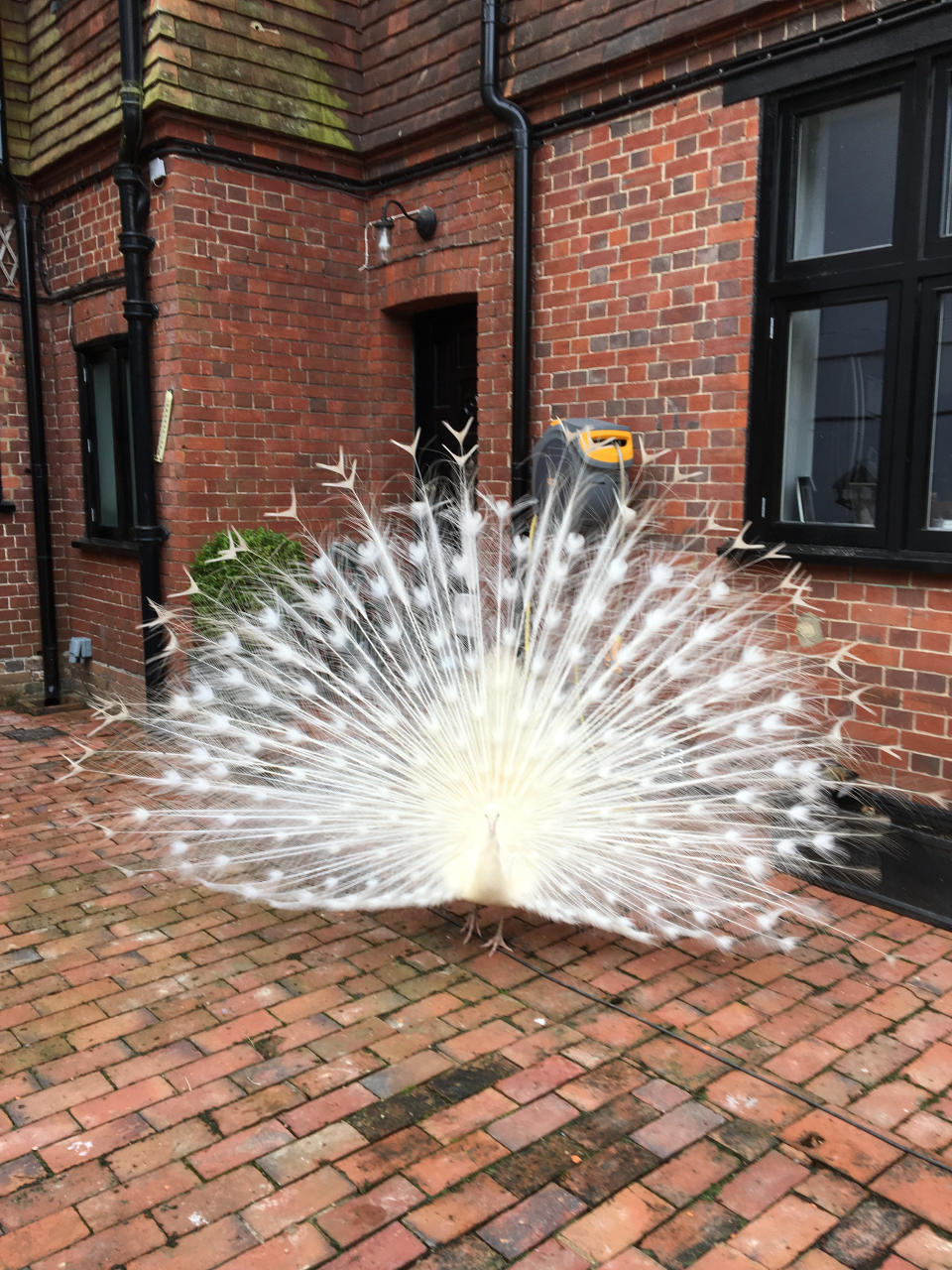 Peacocks show their plumage to attract a mate (SWNS)