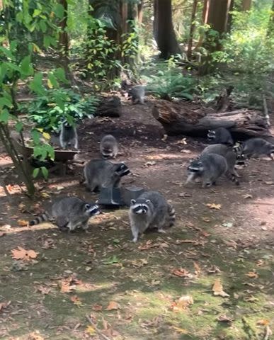 <p>Kitsap County Sheriff's Office/Facebook</p> Raccoons in Poulsbo, Washington