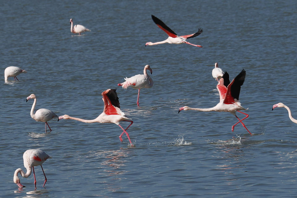 Flamingos at a salt lake in the southern coastal city of Larnaca, in the eastern Mediterranean island of Cyprus, Sunday, Jan. 31, 2021. Conservationists in Cyprus are urging authorities to expand a hunting ban throughout a coastal salt lake network amid concerns that migrating flamingos could potentially swallow lethal quantities of lead shotgun pellets. (AP Photo/Petros Karadjias)