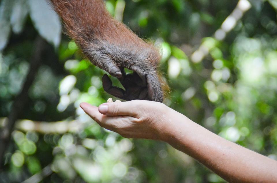 An orangutan and a human share a moment and touch hands. Indigenous philosophies regard animals as human’s close relations deserving of respect, kindness and gratitude from birth to the end of their lives. (Shutterstock)