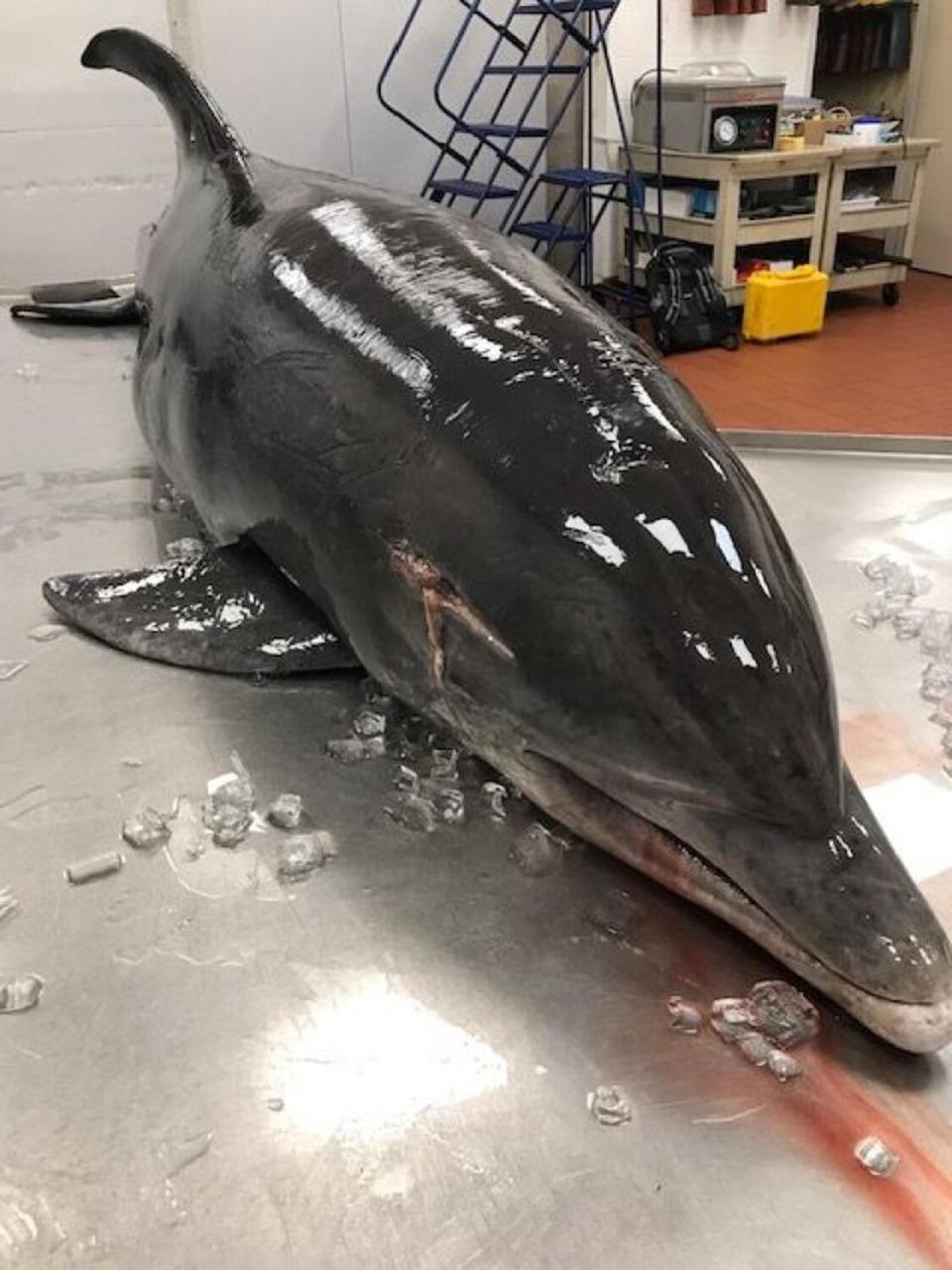 Dolphin Impaled in the Head on Fort Myers Beach